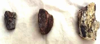 (Photo.Some of our Dino' bones)