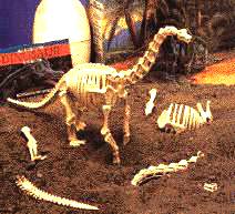 (Pic.One of our Dino' models.)