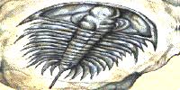 (Pic.
Example of Trilobite)