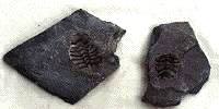 (Pic.
Example of Trilobite)