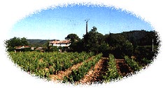 (Our Vinyard)